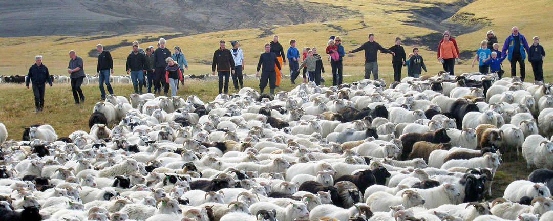 Fårinsamling vid Auðkúlurétt på nordvästra Island