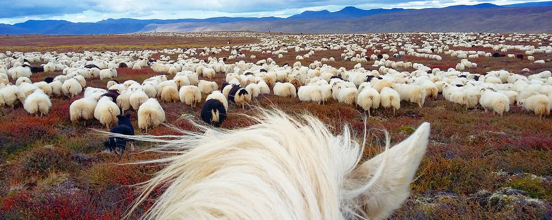 Fårinsamling på islandshäst i Melrakkaslétta på nordöstra Island