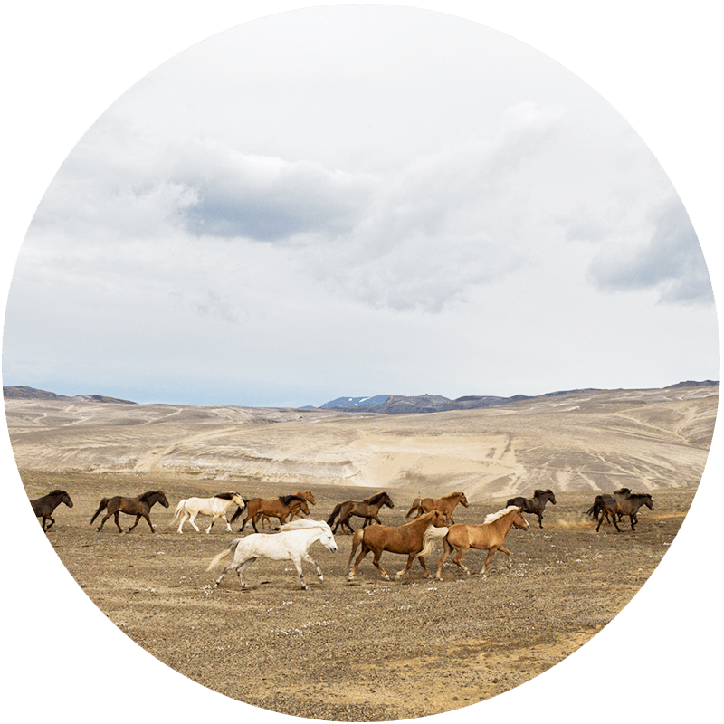 Islandshästar i det Isländska höglandets vildmark