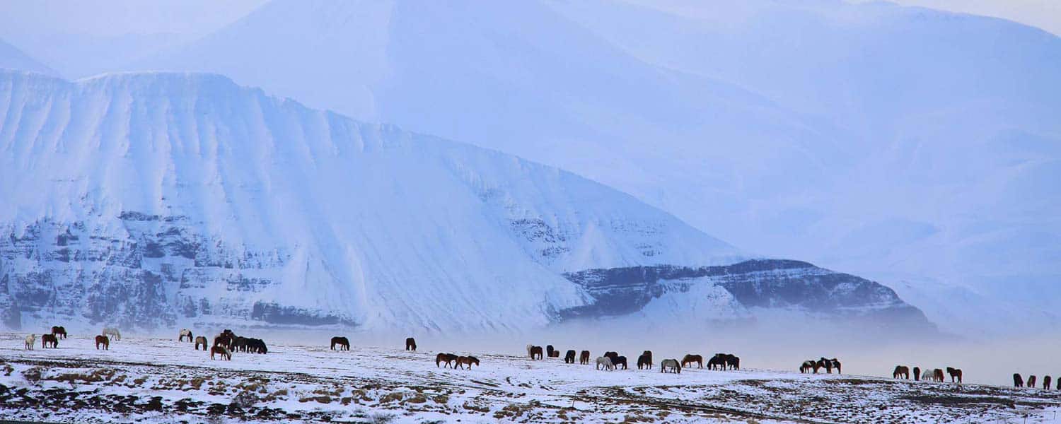 Islandshästar som betar i det isländska landskapet med fantastiska berg i bakgrunden