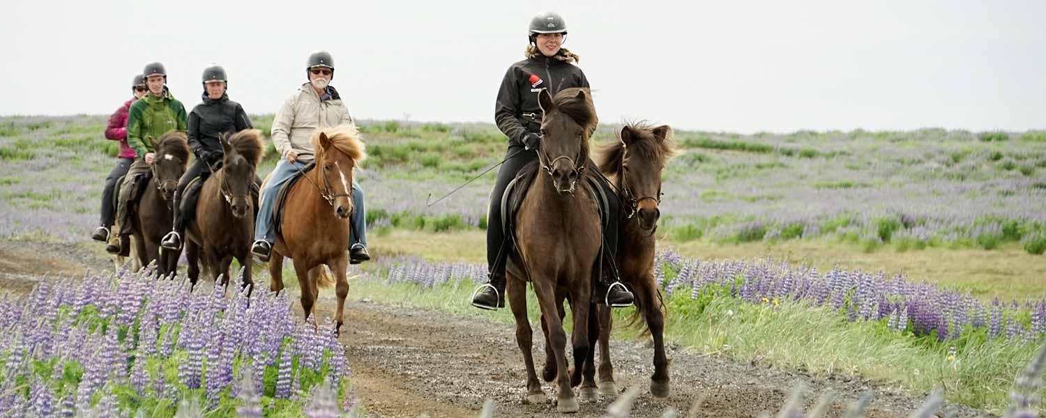 Rider längs fina ridstigar och över gröna ängar på Island