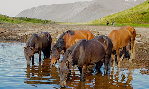 IH-34 Ridresa till Island under midnattssolens sken