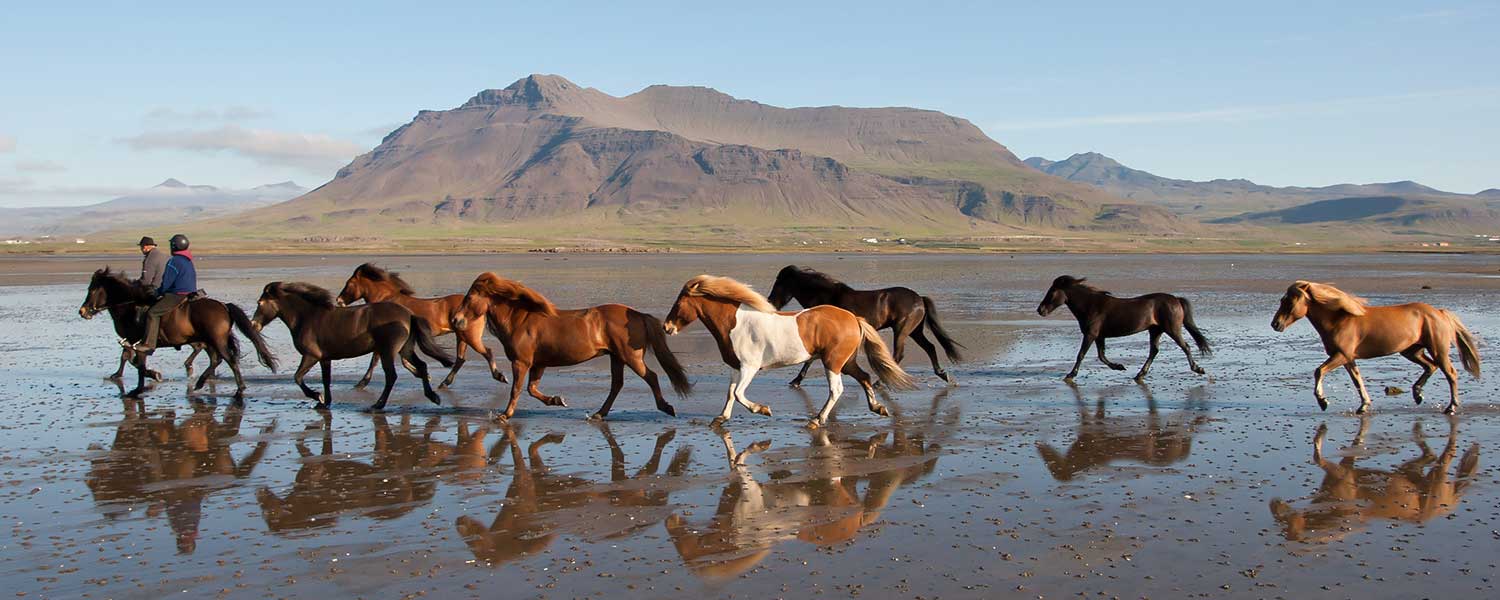Snaefellsnes och islandshästar på Island