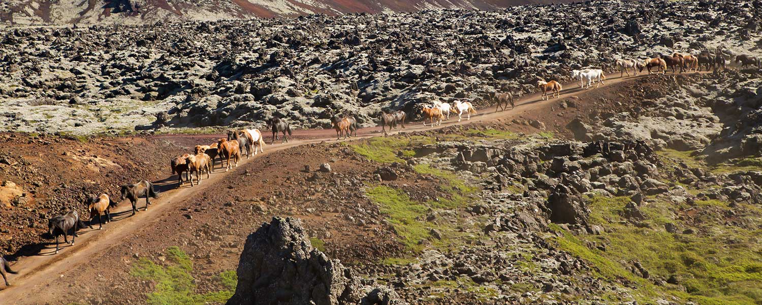 Islandshästar i naturen till Snaefellsnes