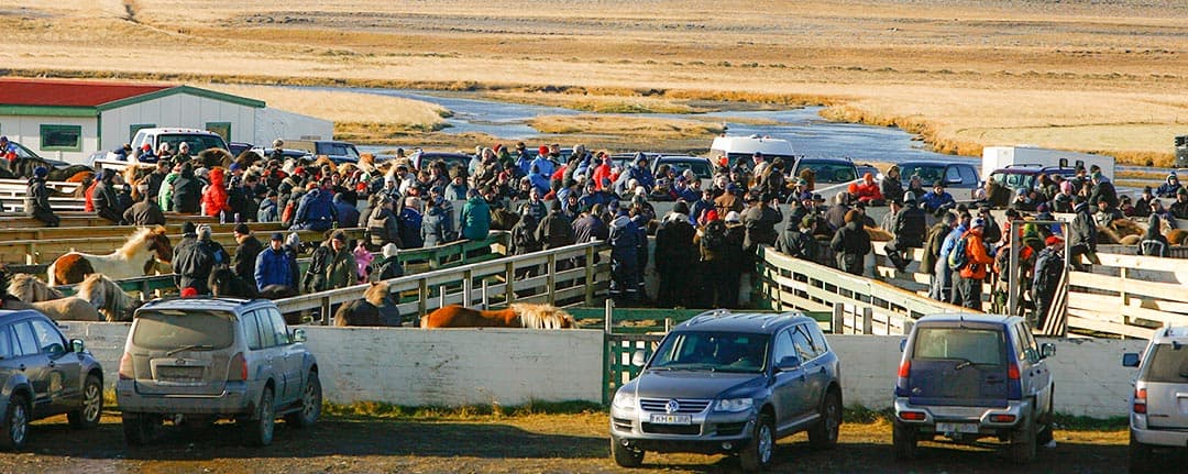 Islänningar och turister som samlat in islandshästar inför vintern