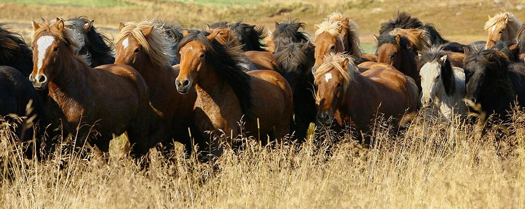Flock med islandshästar på väg mot Víðidalstungurétt