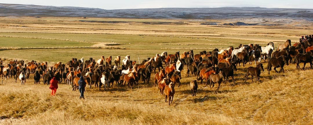 Driver flocken med islandshästar mot Víðidalstungurétt